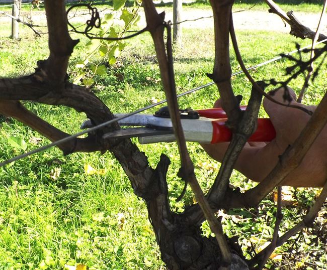 Pruning systems